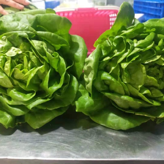  高富硒花叶生菜，奶油生菜