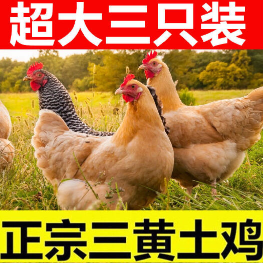 阳谷县土鸡三黄鸡农家散养整只月子鸡新鲜鸡肉冷冻三黄鸡