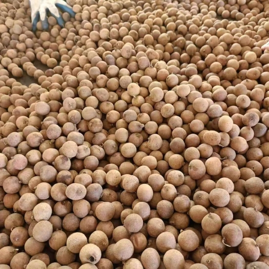 广州 桂圆干