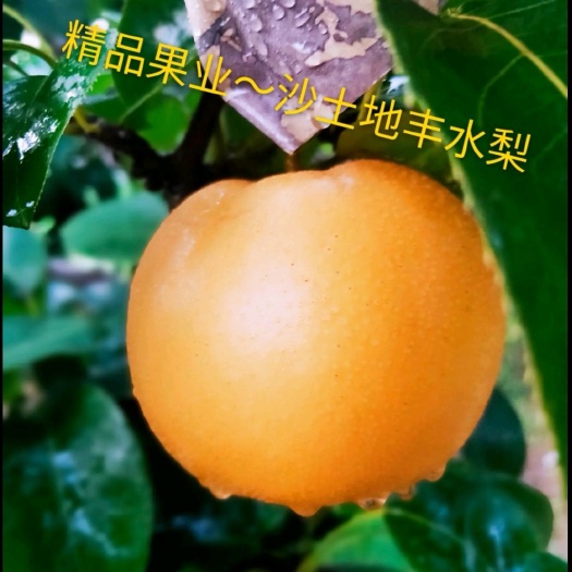 临泉县丰水梨大量上市，供应各个档口电商平台