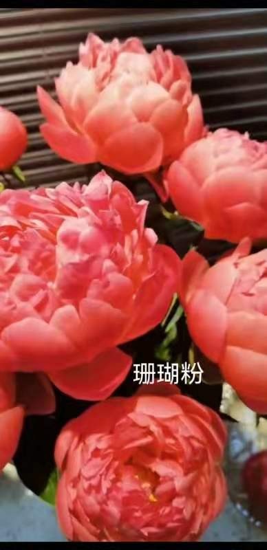 菏泽多花芍药 芍药花重瓣芍药芍药苗基地直销保证质量