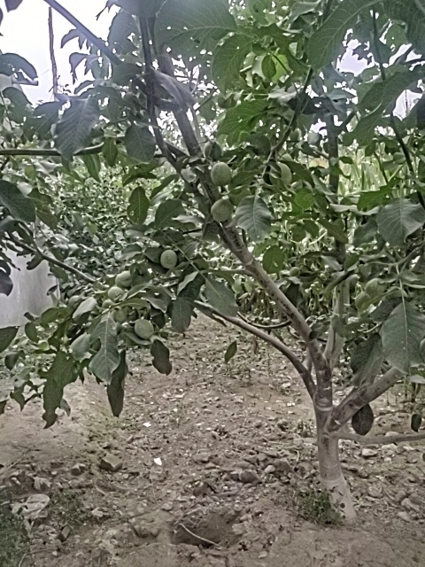阿克苏市薄皮核桃185（干果）