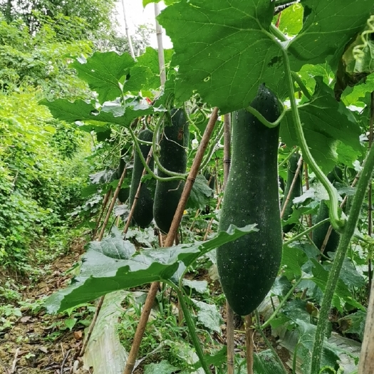 绥阳县黑皮冬瓜  黑毛冬瓜