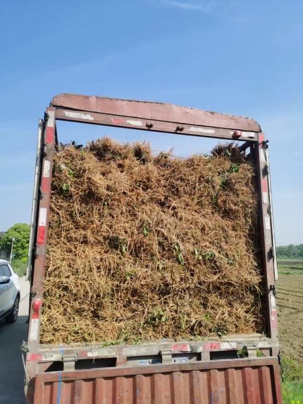 构树苗  组培构树，用于饲料养殖