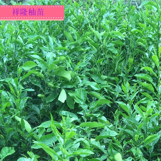 梅州 正宗沙田柚苗（土柚核做砧木）