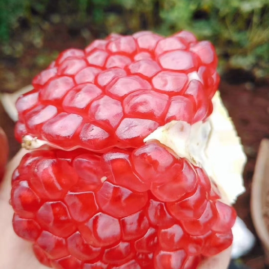 永胜县 云南丽江永胜突尼斯软籽石榴