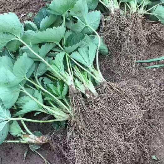 平邑县甜查理草莓苗 甜查理优质草莓苗