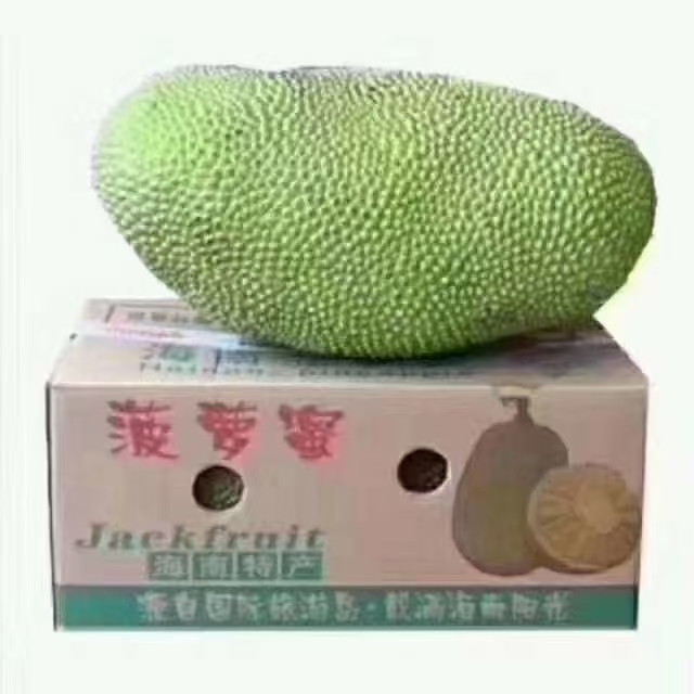 菠萝蜜  海南热带水果批发