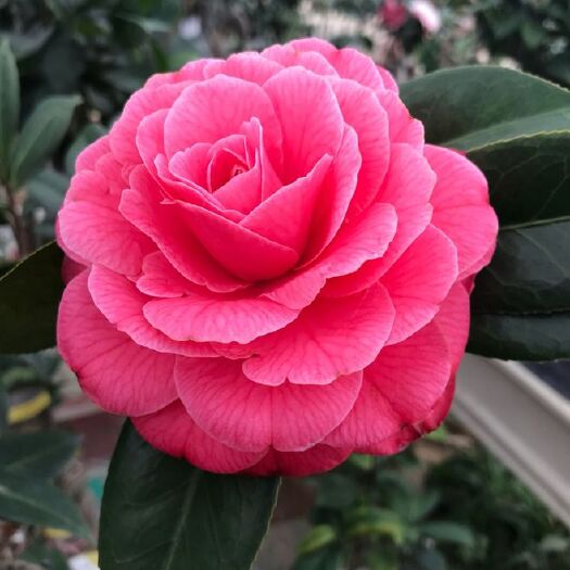 盐津县山茶花 茶花