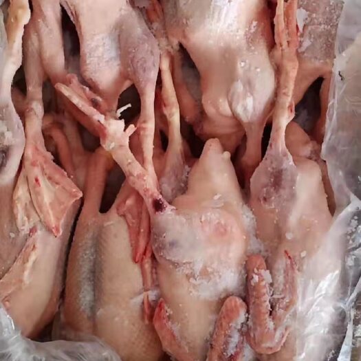 鸡肉  三黄鸡全净膛5-20只，规格齐全