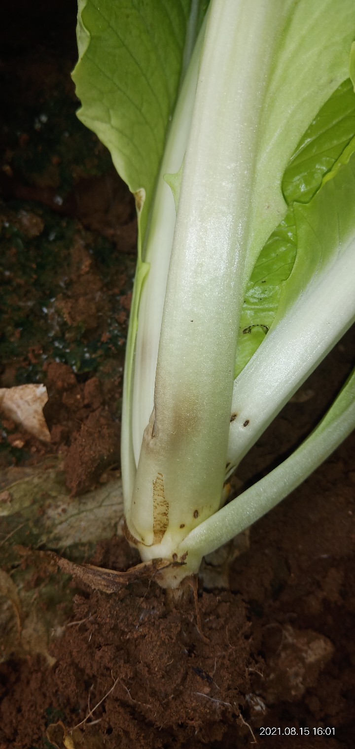 老师您好小白菜坏帮和收获后的第二天的根部变微红是怎么回事