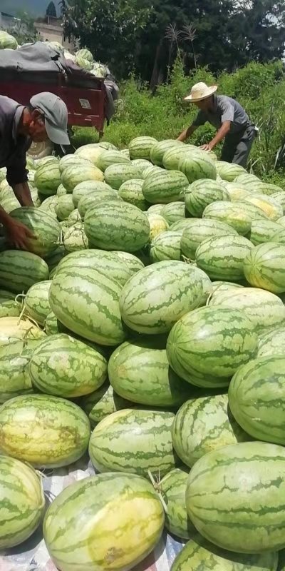 沙漠西瓜 沙漠一号