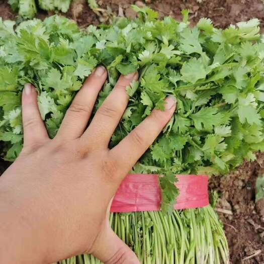 郑州 香菜种子 意大利安瑟米，耐热耐寒，香气浓郁，出芽快