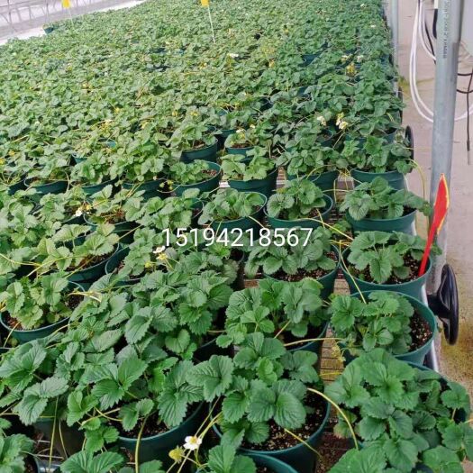 平度市章姬草莓苗 地栽苗 脱毒苗 