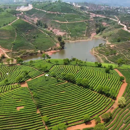 无极县雀舌茶 雀舌绿茶
