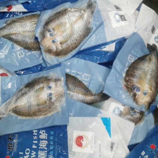 深圳 海鲈鱼