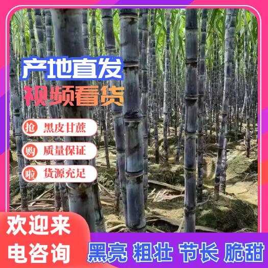 精品黑皮甘蔗大量上市，节长粗大，质量保证！