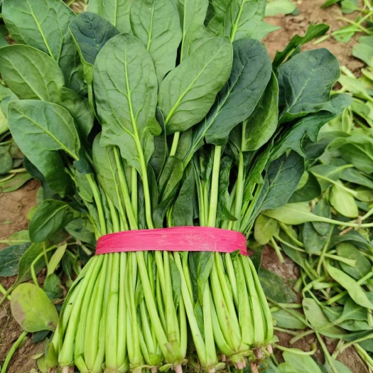 【旭宝农业❤️龙恩果蔬】❤️沙土地❤️大叶菠菜22-35公分