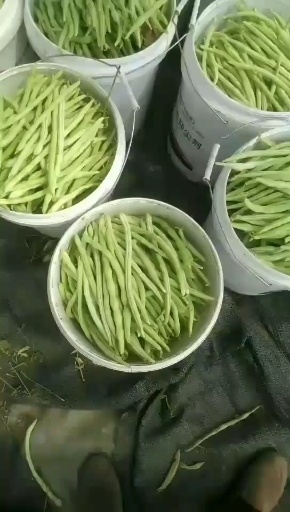 围场县无筋豆，芸豆 河北省承德市围场满族蒙古族自治县