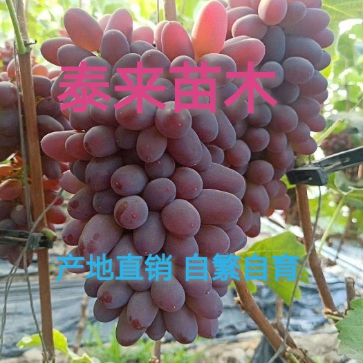 兴城市茉莉香葡萄苗  茉莉香（着色香）葡萄嫁接苗    可签订苗木