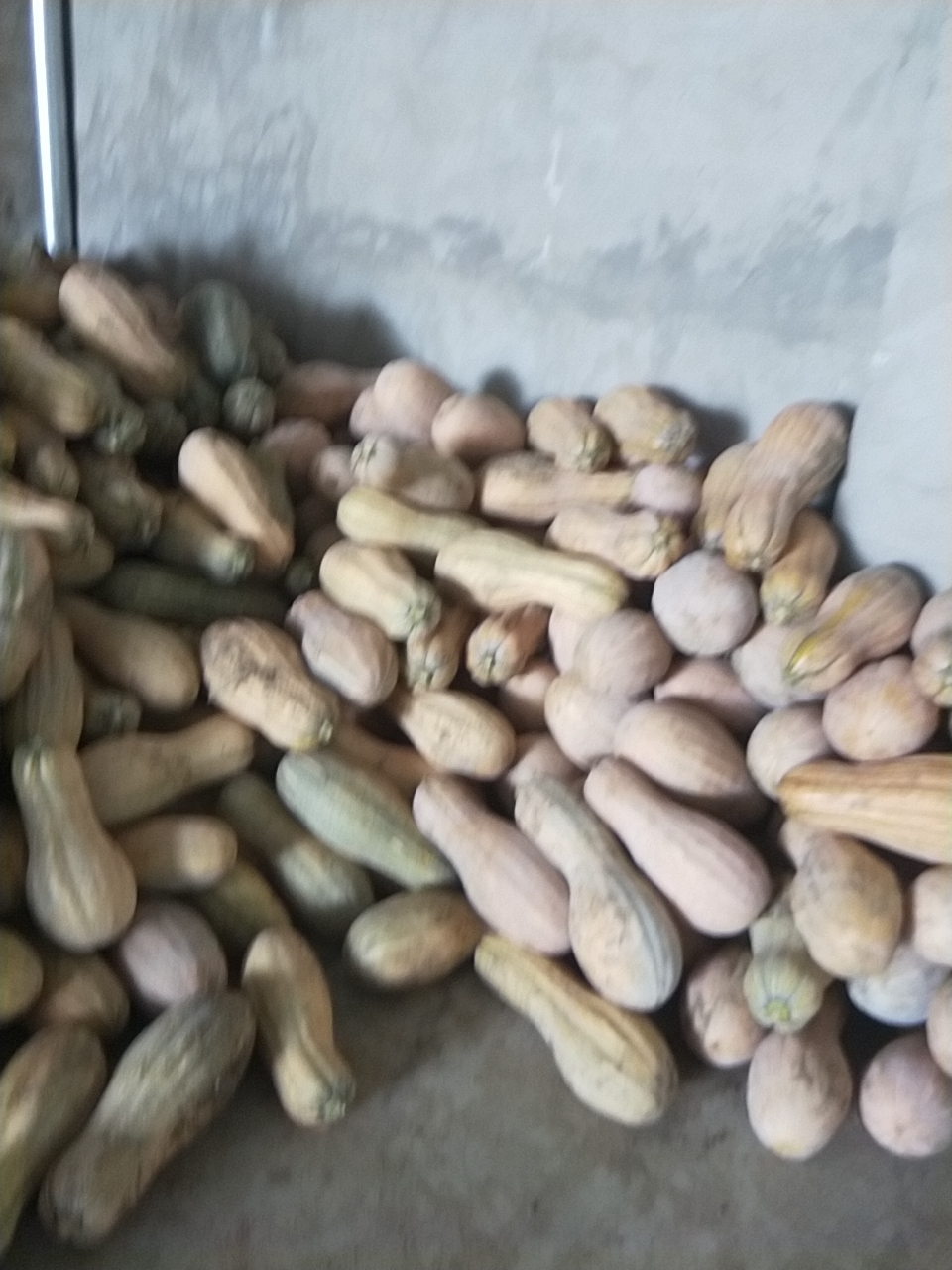 蜜本南瓜 河南省南阳市邓州市