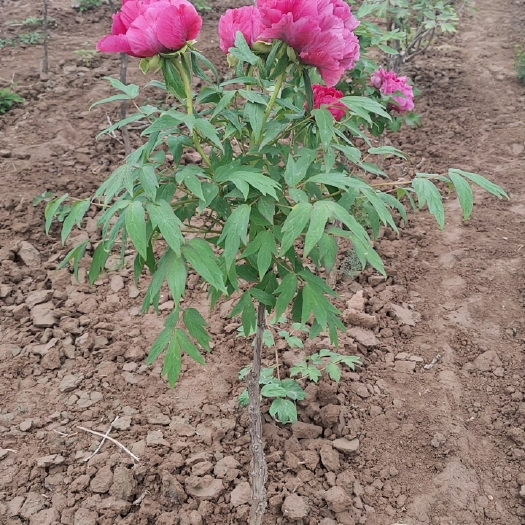 菏泽牡丹树  品种众多