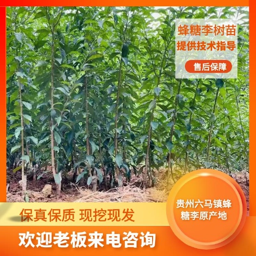 镇宁县蜂糖李树苗  李子树苗贵州蜂糖李苗大弄袍原产基地质量保证买苗更放心合作共赢