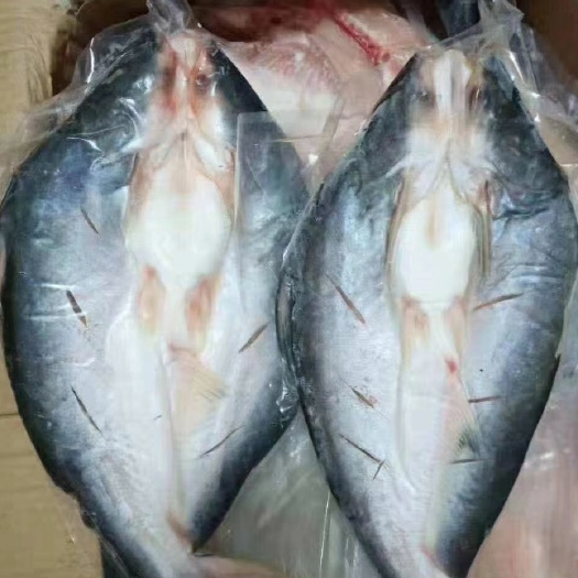 建湖县免浆开背湄公鱼，产自于越南，活鱼现杀，标准化处理后口感更佳