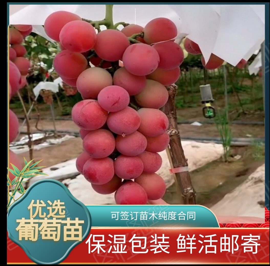 兴城市妮娜皇后葡萄苗  妮娜皇后葡萄嫁接苗    可签订苗木纯度合同    基地直发