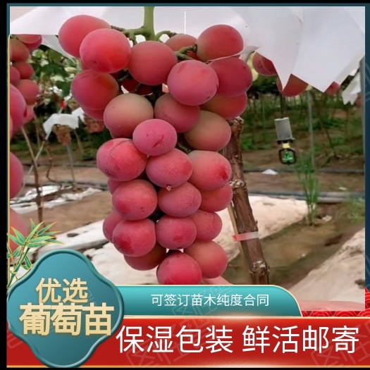 兴城市妮娜皇后葡萄苗  妮娜皇后葡萄嫁接苗    可签订苗木纯度合同    基地直发