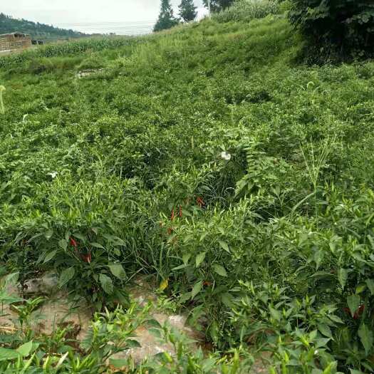 纳雍县几十万斤小米椒，求采购，都是自己家人（务农）种出来的