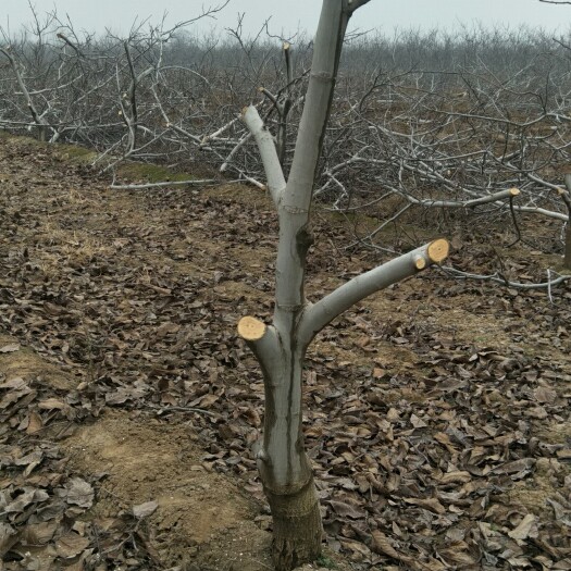 永济市大接杏树苗 各种规格果树，梨树，桃树，苹果树，柿子树杏树，樱桃树等