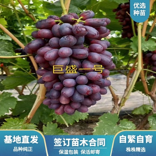 兴城市巨盛一号葡萄苗  巨盛一号葡萄嫁接苗     可签订苗木纯度合同