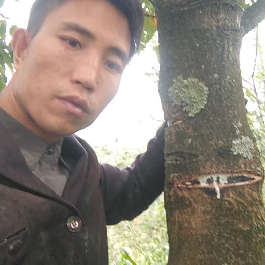 纳雍县生漆  土漆，大漆棺木专用漆