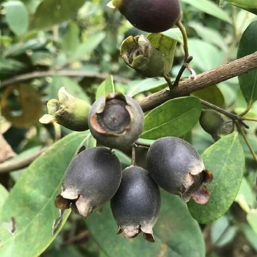 连南县广东清远连南山稔子桃金娘新鲜果，中药材果实籽仁类批发