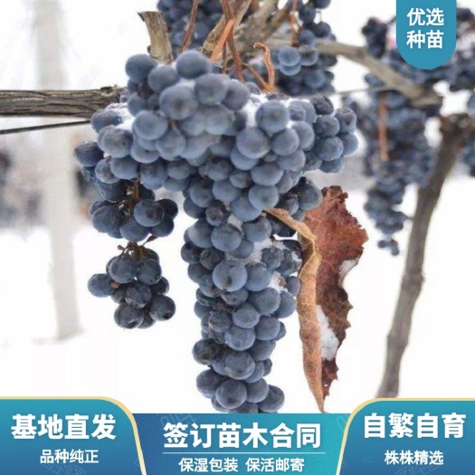 兴城市贝达葡萄苗  北冰红葡萄嫁接苗       可签订苗木纯度合同