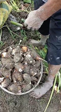 江西紅芽芋頭大量出售，萬畝基地直供