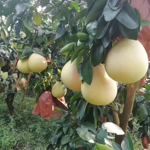 梅州红心柚 梅州蜜柚