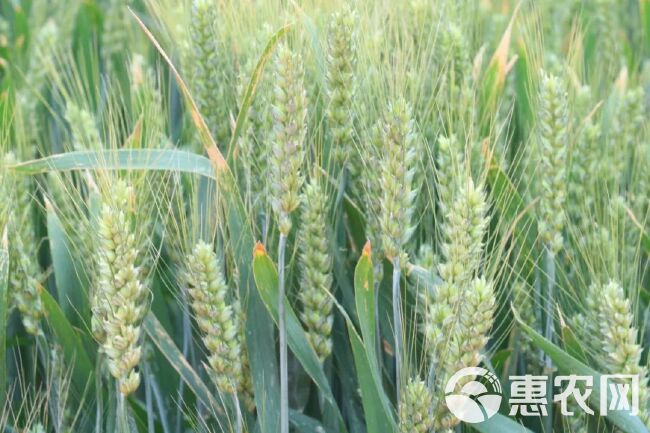 小麦种子  烟农1212，矮秆大穗，抗病抗倒，五抗一高。