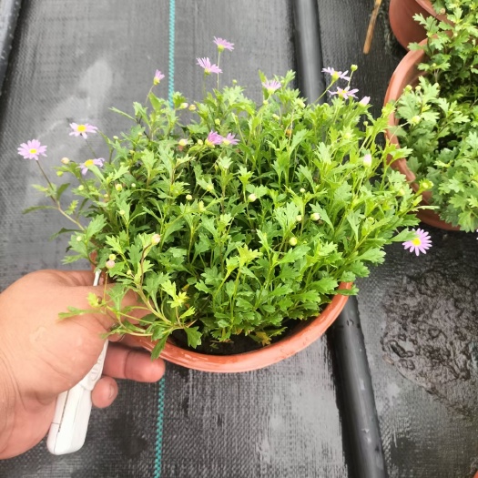 平湖市姬小菊