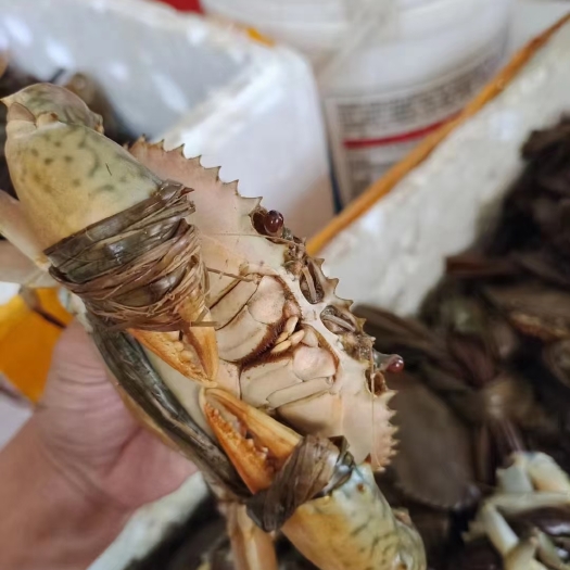 阳西县青蟹 阳江市本地膏蟹 特靓货
