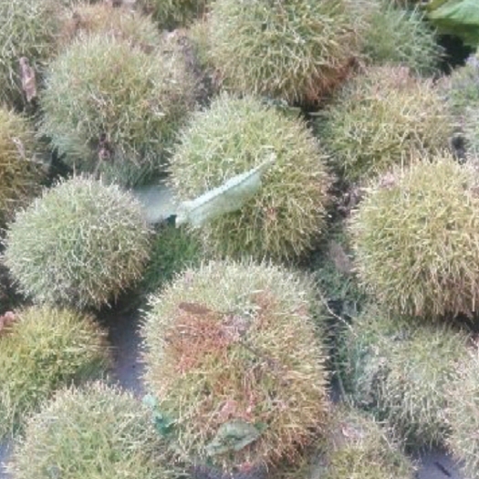 商城县 板栗刺球