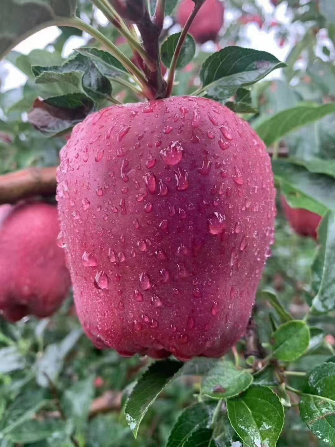 天水苹果花牛苹果红苹果2022天水花牛苹果自家种植常年供货电商