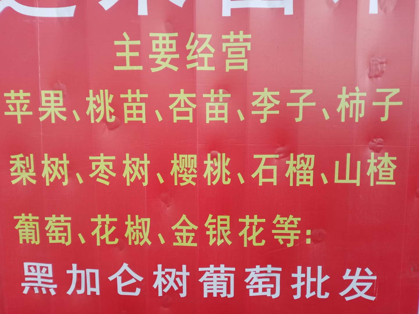 龙须枣苗  龙须枣盘龙枣树苗龙枣龙爪枣嫁接成品苗龙游枣果树苗