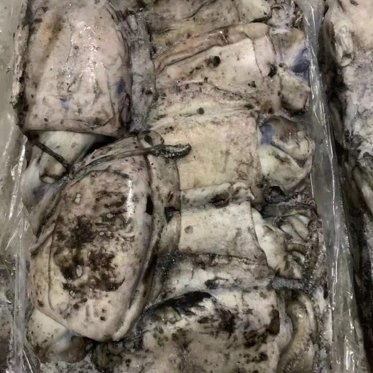 福州阿曼墨鱼批发一手货源质量很好