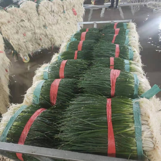 泸西县四季葱(小黑葱）
