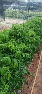 高州市桂味荔枝苗  白糖罂荔枝苗 各品种荔枝树苗 龙眼苗 黄皮果苗