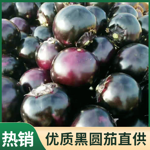 莘縣黑圓茄  山東聊城大棚優(yōu)質(zhì)無(wú)籽園茄