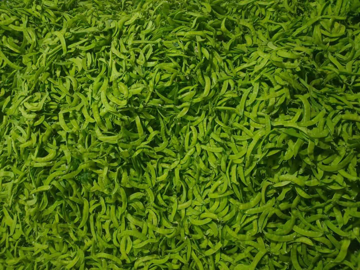 横州市横州市荷兰豆大量上市。欢迎全国各地老板前来采购
