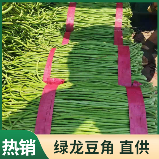 莘县绿龙豆角  长豆角大量上市了！！